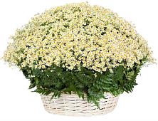Цветочная композиция из Ромашки в корзине #REPLACE_PRED# Лидино